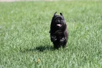 Fudge AKC, a female Pug for sale in Winona, MN – 6 of 7