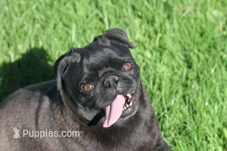 Fudge AKC – Pug puppy for sale in Winona, MN