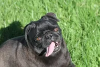 Fudge AKC, a female Pug for sale in Winona, MN – 1 of 7