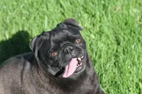 Fudge AKC, a female Pug for sale in Winona, MN – 4 of 7