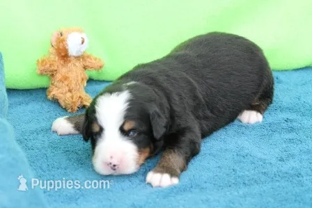 Bacon AKC – Bernese Mountain Dog puppy for sale in Winona, MN