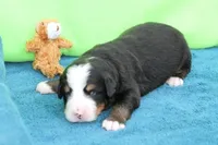 Bacon AKC, a male Bernese Mountain Dog for sale in Winona, MN – 1 of 4