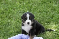 Mitzi AKC, a female Bernese Mountain Dog for sale in Winona, MN – 5 of 5