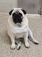 Delavan AKC, a male Pug for sale in Winona, MN – 2 of 2