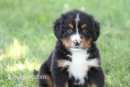 Winky AKC – Bernese Mountain Dog puppy for sale in Winona, MN