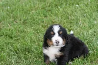 Noodles AKC, a female Bernese Mountain Dog for sale in Winona, MN – 5 of 8