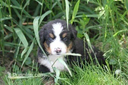 Noodles AKC, a female Bernese Mountain Dog for sale in Winona, MN – 1 of 8