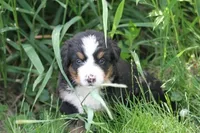 Noodles AKC, a female Bernese Mountain Dog for sale in Winona, MN – 1 of 8