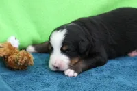 Bacon AKC, a male Bernese Mountain Dog for sale in Winona, MN – 4 of 4