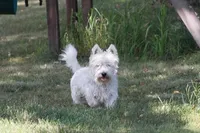 Sawyer AKC, a male West Highland White Terrier for sale in Winona, MN – 2 of 5