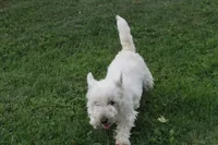 Motza AKC, a female West Highland White Terrier for sale in Winona, MN – 6 of 6