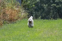 Huckleberry AKC, a male West Highland White Terrier for sale in Winona, MN – 3 of 5