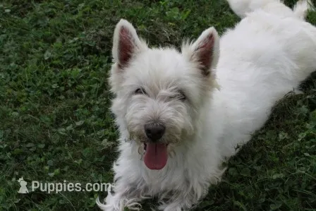 Motza AKC – West Highland White Terrier puppy for sale in Winona, MN