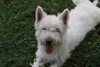Motza AKC, a female West Highland White Terrier for sale in Winona, MN – 1 of 6