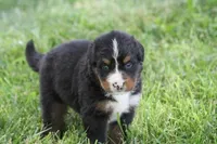 Winky AKC, a female Bernese Mountain Dog for sale in Winona, MN – 4 of 6