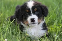 Spud AKC, a male Bernese Mountain Dog for sale in Winona, MN – 5 of 6