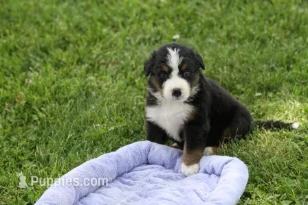 Mitzi AKC – Bernese Mountain Dog puppy for sale in Winona, MN
