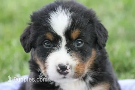 Waffles AKC – Bernese Mountain Dog puppy for sale in Winona, MN