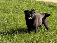 Fudge AKC, a female Pug for sale in Winona, MN – 5 of 7