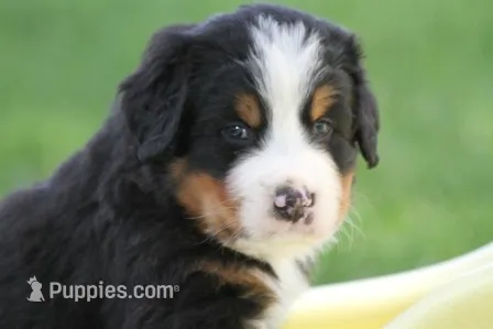 Cheeto AKC – Bernese Mountain Dog puppy for sale in Winona, MN