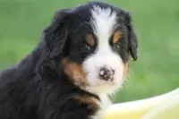 Cheeto AKC, a male Bernese Mountain Dog for sale in Winona, MN – 1 of 7
