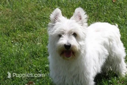 Thatchie AKC – West Highland White Terrier puppy for sale in Winona, MN