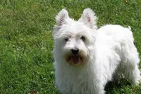 Thatchie AKC, a female West Highland White Terrier for sale in Winona, MN – 1 of 8