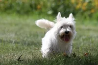 Thatchie AKC, a female West Highland White Terrier for sale in Winona, MN – 2 of 8