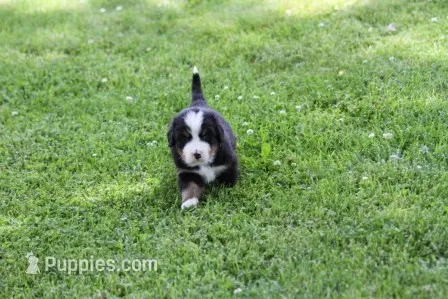 Bacon AKC – Bernese Mountain Dog puppy for sale in Winona, MN