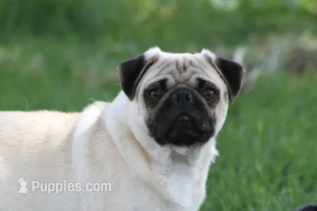 Donut AKC – Pug puppy for sale in Winona, MN