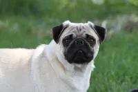 Donut AKC, a male Pug for sale in Winona, MN – 1 of 1