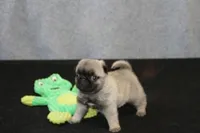 Flash AKC, a male Pug for sale in Winona, MN – Photo 4 of 5