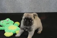 Flash AKC, a male Pug for sale in Winona, MN – Photo 2 of 5