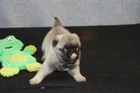 Flash AKC, a male Pug for sale in Winona, MN – Photo 3 of 5