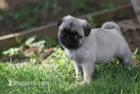 Flash AKC – Pug puppy for sale in Winona, MN