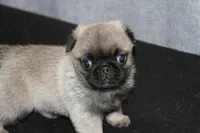 Flash AKC, a male Pug for sale in Winona, MN – Photo 5 of 5