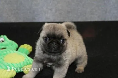 Flash AKC – Pug puppy for sale in Winona, MN