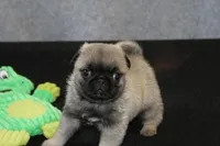 Flash AKC, a male Pug for sale in Winona, MN – Photo 1 of 5