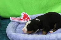 Buttercup AKC, a female Bernese Mountain Dog for sale in Winona, MN – 4 of 5