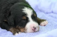 Waffles AKC, a female Bernese Mountain Dog for sale in Winona, MN – 3 of 4