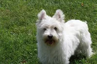 Thatchie AKC, a female West Highland White Terrier for sale in Winona, MN – 7 of 8