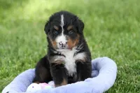 Winky AKC, a female Bernese Mountain Dog for sale in Winona, MN – 6 of 6