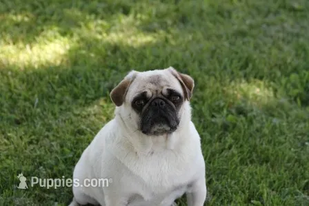 Pipper AKC – Pug puppy for sale in Winona, MN