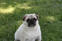 Pipper AKC, a female Pug for sale in Winona, MN – 1 of 2