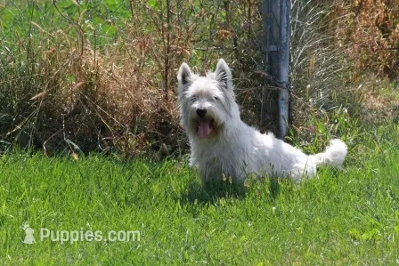 Huckleberry AKC – West Highland White Terrier puppy for sale in Winona, MN