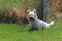 Huckleberry AKC, a male West Highland White Terrier for sale in Winona, MN – 1 of 5