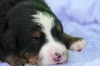 Waffles AKC, a female Bernese Mountain Dog for sale in Winona, MN – 2 of 4
