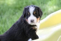 Cheeto AKC, a male Bernese Mountain Dog for sale in Winona, MN – 4 of 7