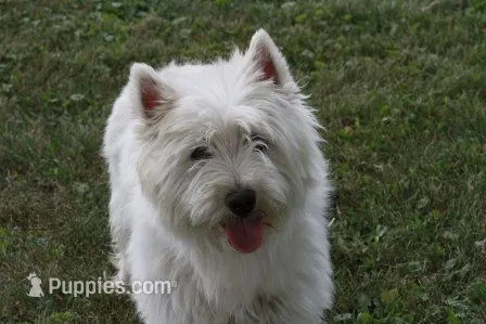 Candy AKC – West Highland White Terrier puppy for sale in Winona, MN