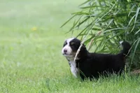 Noodles AKC, a female Bernese Mountain Dog for sale in Winona, MN – 2 of 8